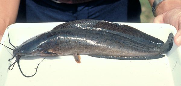 Walking catfish